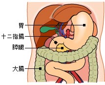 膵臓の位置、構造1