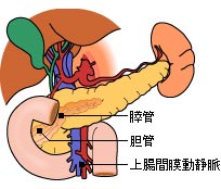 膵膵臓の位置、構造2