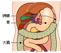 脾臓の位置1